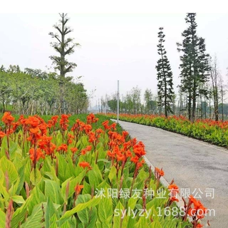 批发多年生宿根美人蕉种苗种根花期长花色艳丽花坛绿化栽培绿植