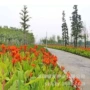 多年生花期艳丽绿化种苗