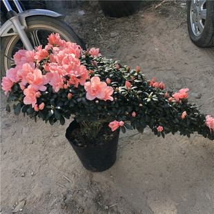 ���N��֮�l�����r������N�� ����С�Ҽt÷�t �ռt���Ҽt�ٺ�
