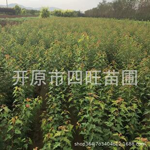 ���������ͺ���ľ �������Ǘ� ��l�ʘ����½����ɸ��C����