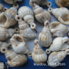 14-26mm imitation conch-shaped plastic beads DIY beaded holes, conch shell beads hanging hole conch jewelry