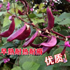 Purple bean seed lentin seed cowpee seeds four seasons of bean seeds bean corner seeds vegetable seeds