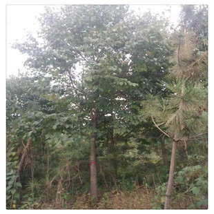 ���٘�ֱ�N ������ľ �е��䳣�G��ľ �r�񃞻ݚgӭ�xُ