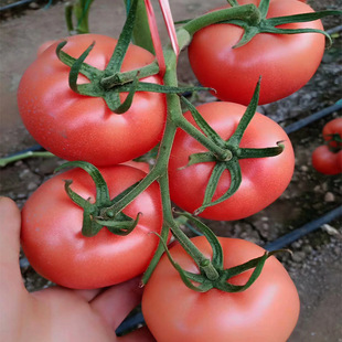 �S�ҹ������t���߲˷N�����l ��TY��ɫ���ѷN�ӷۄ���101�N��