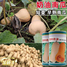 奶油南瓜种子南瓜籽蔬菜种子批发菜种菜籽菜种子公司四季播种