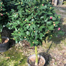 ����һ�����ĸ� ǧ����軨 ����ζ�����軨 ����軨����ʮ��