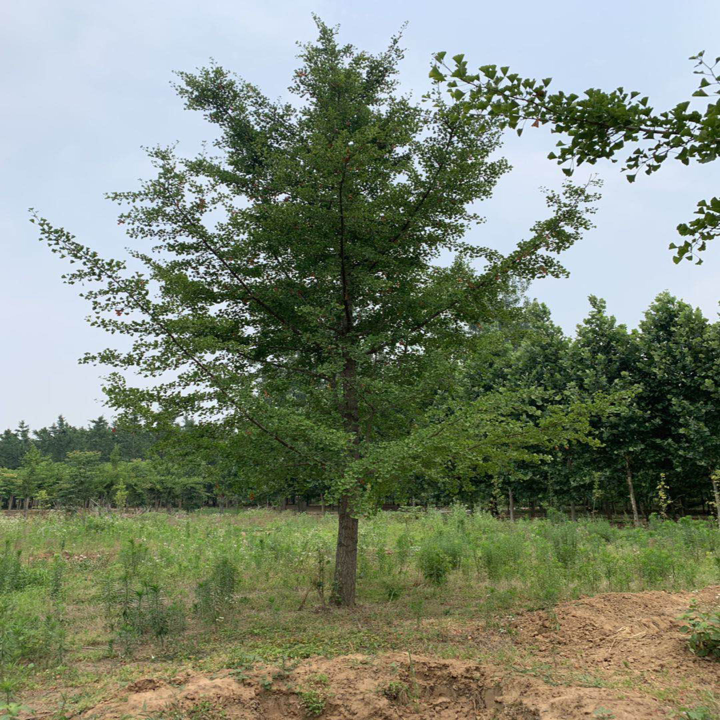 厂家供应3-60公分银杏树 规格齐全 基地批发 价格合理 园林绿化