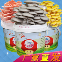 ���lDIY�NֲͰʳ�þ����Ծ����NĢ��ƽ����ͥ�̨Ģ���Nֲ���N