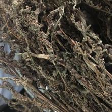 �����䱳����ҩ�����������������޲����������ɲ��������������