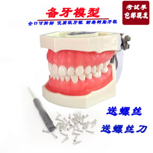 可拆卸牙科备牙练习模型 排龈练习牙齿模型 软牙龈模 带螺丝 包邮