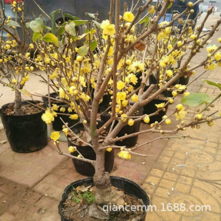 Лучжоу-аромат зимние саженцы зимние бонсай простое сердце зимние в горшках прививка зимние цветущие растения