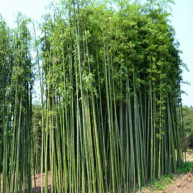 基地直供竹子苗 工程园林绿化青竹苗 紫竹苗庭院围墙金镶玉竹苗