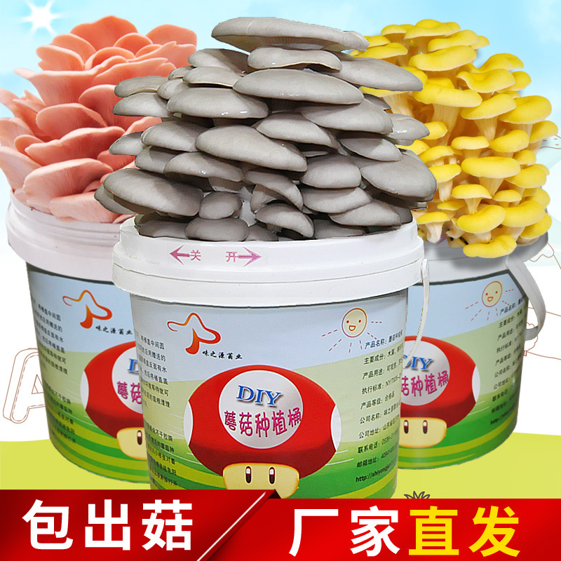 Wholesale DIY Planting Bucket Oyster Mushroom Home Balcony Mushroom Planting Edible Mushroom Potted Mushroom Spawn Grow Mushroom Seeds
