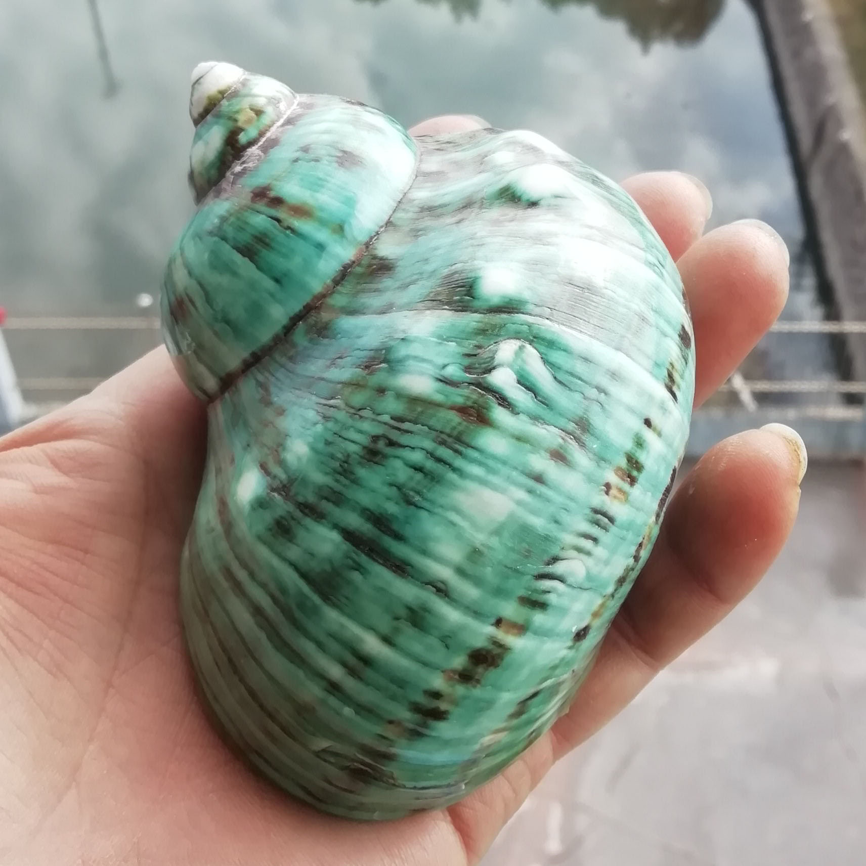 Wholesale conch shells, large green conch, suitable for aquarium stands, home decorations, and photography props.