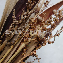 �ɿ��~�����M�ڸɻ��ɹ���֦�����b����յ�����Ȼֲ��