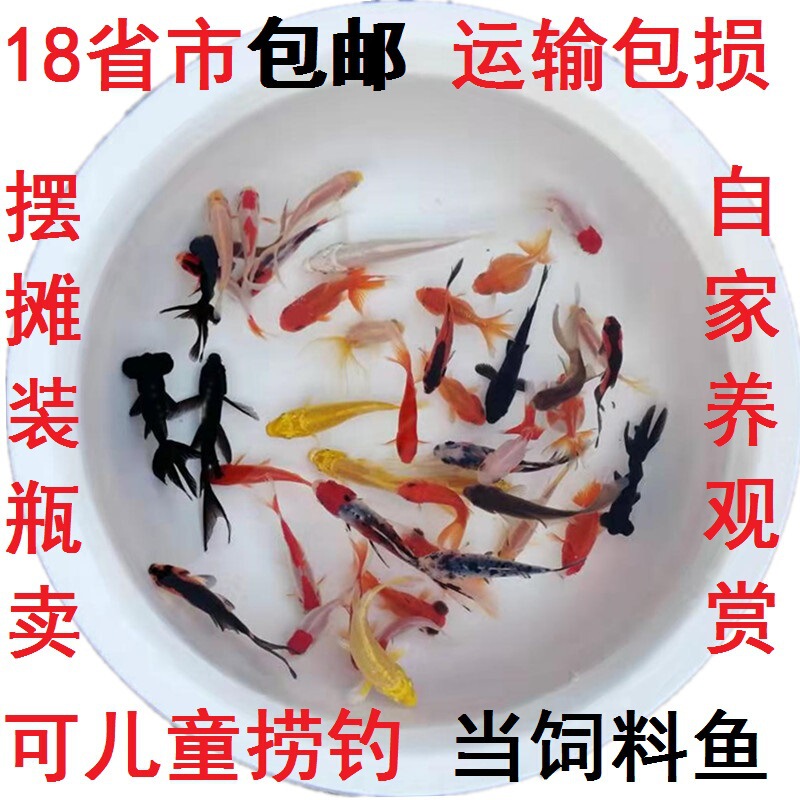Fishing Small Goldfish Red Grass Gold Koi Easy to Raise Small Ornamental Fish Fish Feed Fish Live Fish Wholesale by Kilogram Fishing Small Goldfish Red Grass Gold Koi Easy to Raise Small Ornamental Fish Fish Feed Fish Live Fish Wholesale by Kilogram