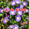 Morning Glory Seed Morning Glory Trumpeue Flower Seeds Seeds Seeds Flower Flowers Zhongzi Vegetable Seeds wholesale vegetables