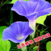 Morning Glory Seed Morning Glory Trumpeue Flower Seeds Seeds Seeds Flower Flowers Zhongzi Vegetable Seeds wholesale vegetables