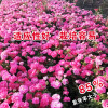 Rose Seed Rose Seeds Seeds Seeds Seeds Seeds Seeds Pot Planting Vegetable Vegetable Seeds wholesale vegetables