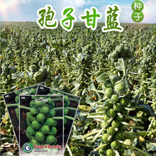 ���Ӹ��{�N�����Ӹ��{�N���߲˷N�Ӳ˷N�N�����l�Ϲ��߲˷N�����l