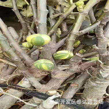 无花果枝条 华丽无花果苗批发价格 根系发达无花果树苗基地