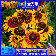 �߰lѿ���ľշN�Ӷ������ͺ�����ͥԺ�̨�ļ��_�����l��ջ���