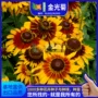 发芽多年生庭院开花种子