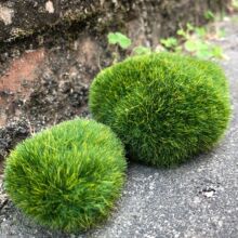 ̦\ ̦\ʯ^ ֲqʯ^ ٲƺ ΢^DIYb