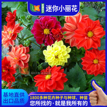 迷你小丽花种子庭院植物四季花坛花境鲜切花易活易种花籽花卉种子
