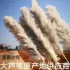 Southeast Asia Reed Large Total 1.5M