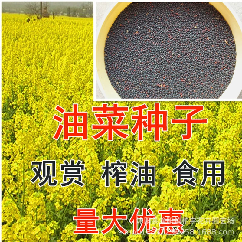 Семена изнасилования высокой урожайности Озеленение Декоративное масло семян рапса Дробление сырья Семена изнасилования Non-трансгенный рапс