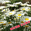 Little white chrysanthemum seeds chrysanthemum seeds seeds seed flower seed flower seed flower seed breal pot planting vegetable seeds wholesale