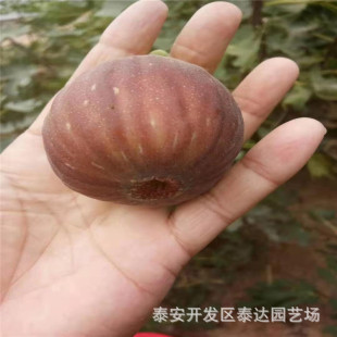 ���ۮ��겨���t�o�������� ����Y�������� �r�� Ʒ�N�o����