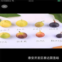 出售1公分紫果无花果苗 冷棚无花果苗基地 2023年无花果树苗价格