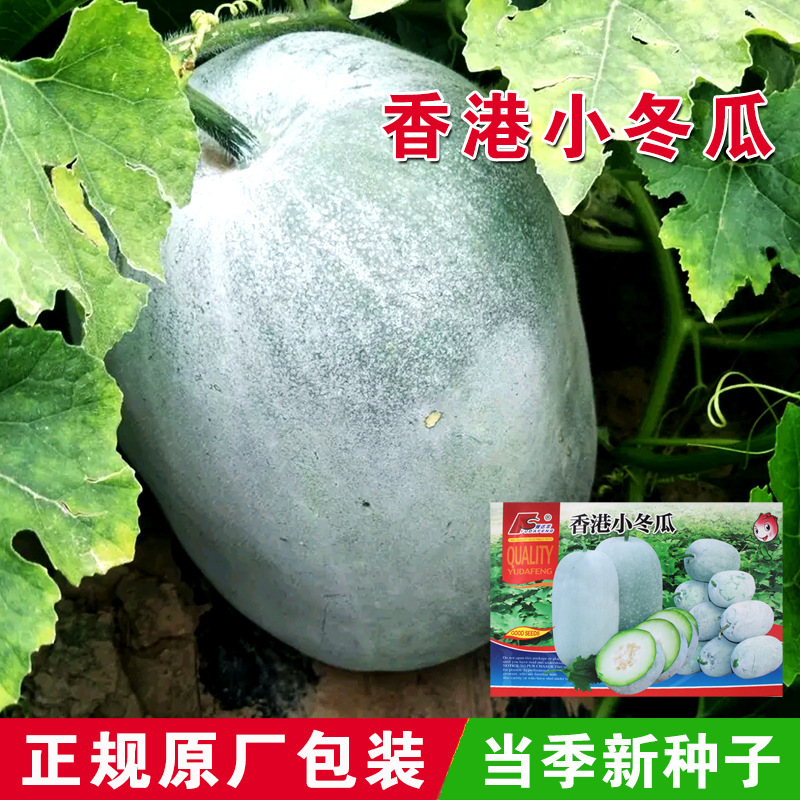 Winter Melon Seeds, Winter Melon Seeds, Vegetable Seeds, Wholesale Vegetable Seeds, Rapeseed Vegetable Seed Companies, Sowing in All Seasons