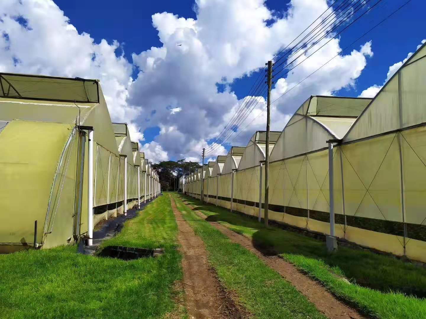 红玫瑰专用大棚膜防紫外线花卉防焦边大棚覆盖膜