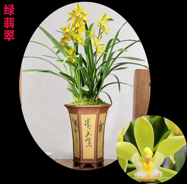 Саженцы орхидей, чернильные орхидеи с золотистыми тычинками, простые в уходе, с бутонами, цветы в горшках для гостиной, оптовые поставки зелени, корпоративные подарки