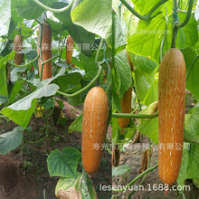 东北地区老黄瓜种子亚美黄瓜种子特色口感蔬菜种子、种苗黄瓜良种