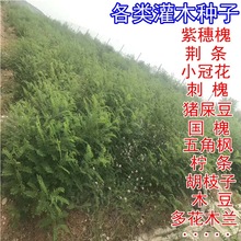 紫穗槐种子护坡灌木高速公路河道护坡固土尘木豆猪屎豆合欢种子