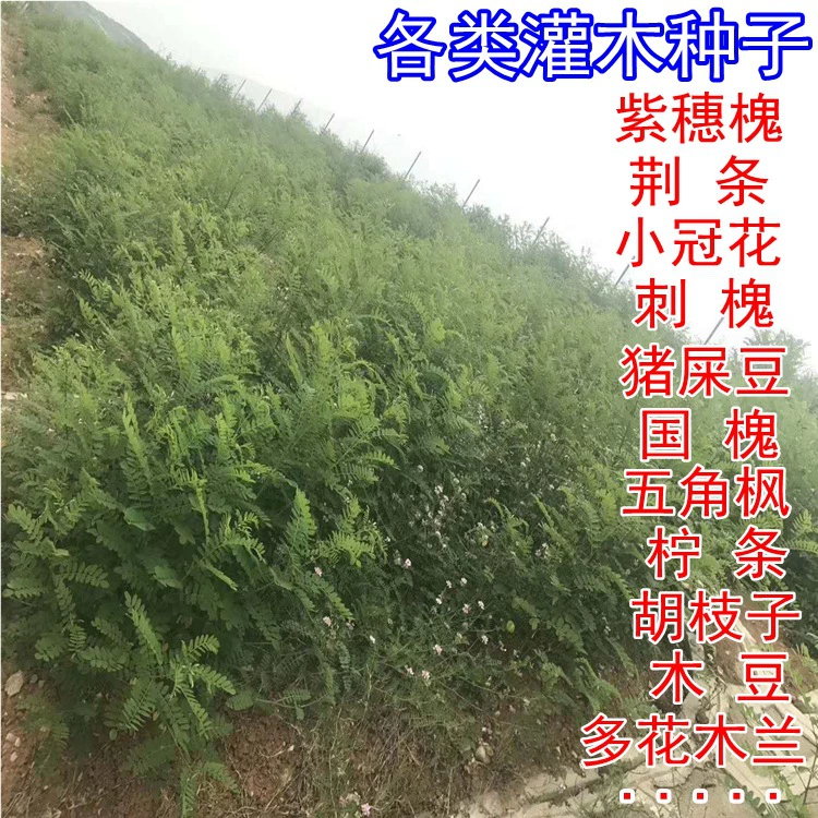 Amorpha fruticosa семян склон кустарник шоссе склон реки таблетки Твердые почвы пыль семена арахиса