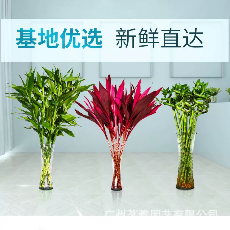 Богатый бамбук Guanyin бамбук открытый бамбук передачи бамбук Фиолетовый Бамбук Оптовая база прямые поставки для очистки воздуха