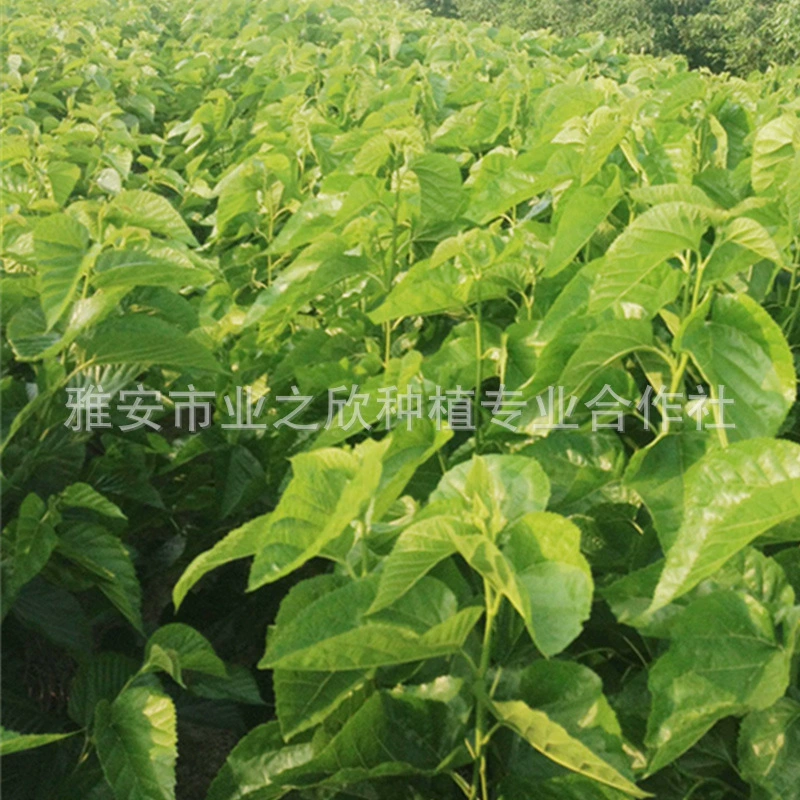 Саженец Шелковицы Базы Оптовая Сад Декоративное Дерево Длинные Плоды Шелковицы Китайский Черный Шелковицы Саженец Белый Нефрит Белый Шелковицы Саженец Дерево