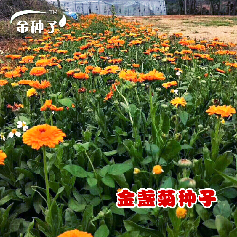 花卉种子百花园多彩金盏菊种子阳台盆栽花种子花卉种子批发四季播
