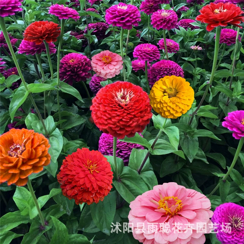 100-дневные семена травяных цветов легко пориваются на все сезоны, семена цветов шага за шагом, пейзажный цветок море, 100-дневные семена хризантемы.