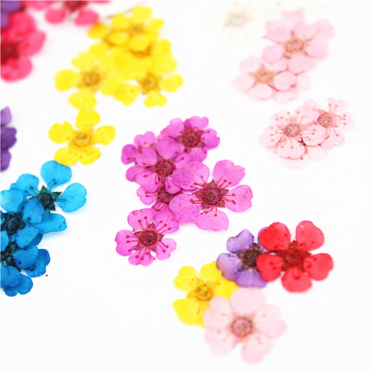 Pearl plum small star flower small daffodils nail art with photo petal makeup embossed table lamp plant specimen dried flower embossing