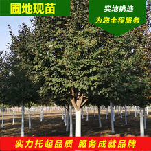 С~鲘G~WС~鲘NͺȾ鲿鲷N