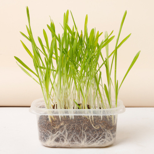 Hydroponic cat grass wholesale Pipitao hair balling cream catnip snack seeds potted nutritious soil cat grass
