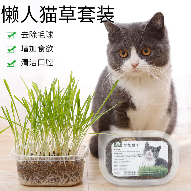 Lazy cat grass set wholesale cat snacks nutrition soil wheat seeds potted hair ball pet cat supplies