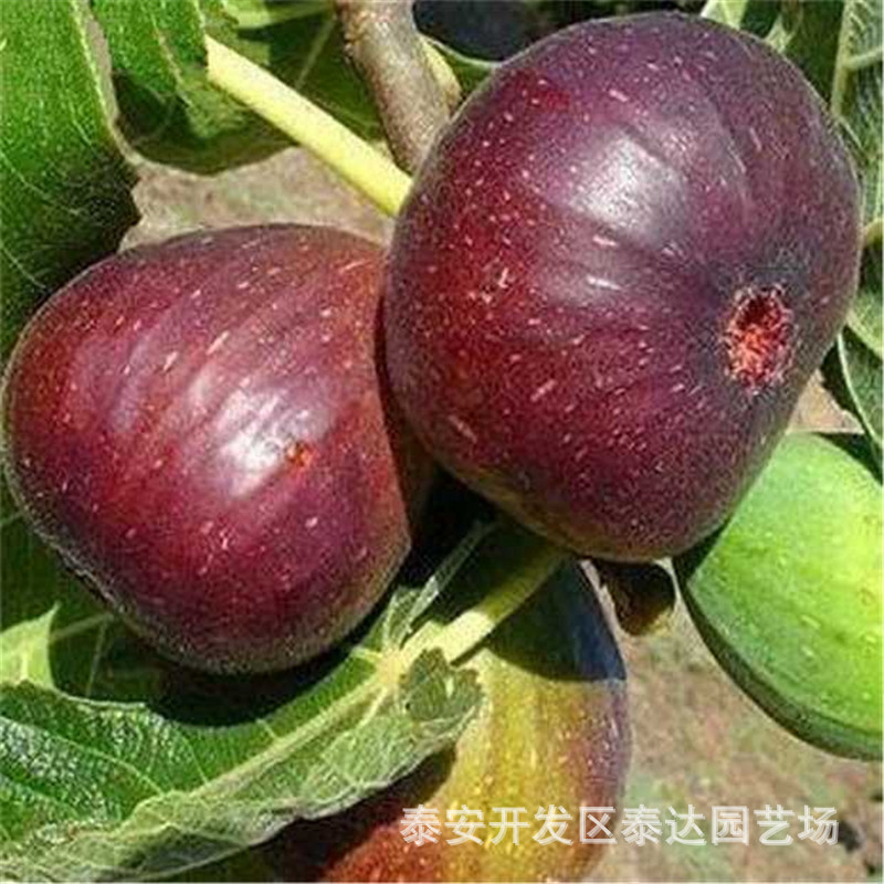 出售波姬红无花果树苗 品种无花果苗基地 当年结果无花果树苗