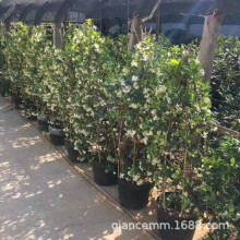 室外爬藤植物风车茉莉花卉盆栽银丝茉莉意大利络石四季常青浓芳香